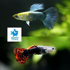 [아쿠아펫 열대어 물고기 세트]레드드래곤구피 블루네온구피 섞어서 7마리 +1마리 서비스, 1개