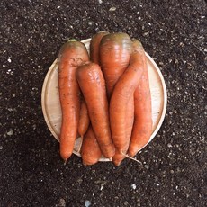 못난이쥬키니10kg