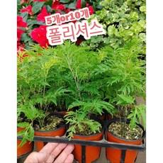 폴리셔스-5개or10개/'폴리샤스' 또는 '폴리셔스'라고도 불리우는 폴리시아스(Polyscias), 5개, 5개