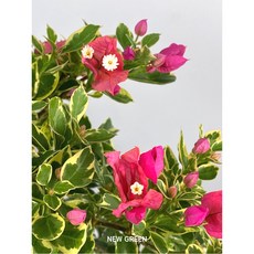 분홍꽃 무늬 부겐베리아(최상급) 신상품 접목 외목대, 1개