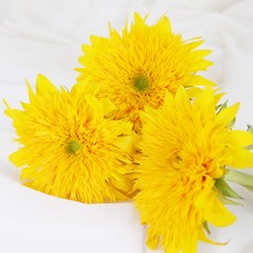 테디베어해바라기