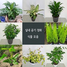 황금마삭줄