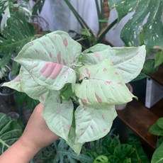 싱고니움밀크컨페티