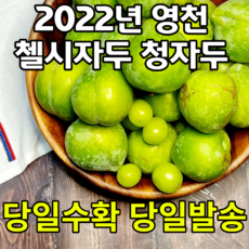 첼시자두
