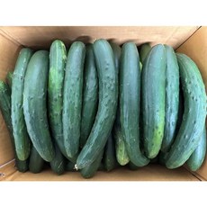 백광농장 국내산 취청오이(보통)못난이 10kg, 1개