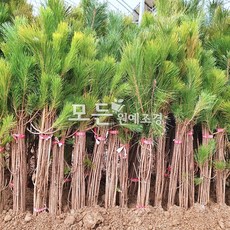 모든원예조경 소나무 묘목 (해송) 키1m전후