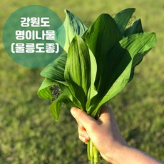 산지직송 평창 유기...