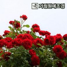 덩굴장미 줄장미 가림원예조경, 사계피스줄장미-흰색꽃:대륜(1개단품), 1개