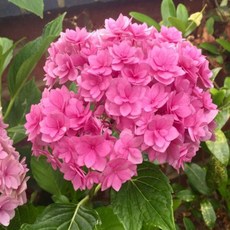 골든듀포에버앤에버목걸이