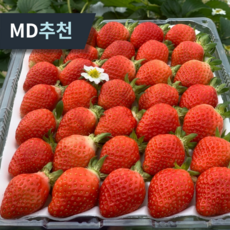 [14brix 고당도] 최상품 설향 딸기 생딸기, 1팩, 750g