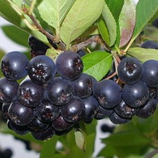 생블루베리200g