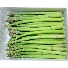 수입산 생 아스파라거스 500g 1kg asparagus 중간크기 당일수확 친환경재배 국산아스파라거스 아스파라거스국산 아스파라거스생, 1개