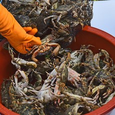 국내산 돌게 살아있는 활돌게 박하지 1kg