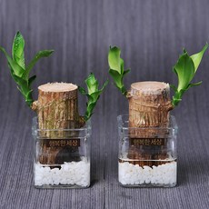 가꾸지오 공기정화식물 수경재배 개운죽원통1단/행운목 diy세트, 행운목2p+사각유리화기2p