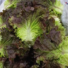 국내산 포챂상추 백산상회, 1박스, 2kg