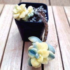 살구미인금
