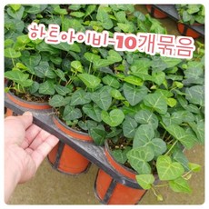 ncc앨리스10