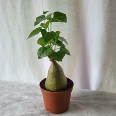 괴근식물
