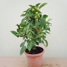 eab3cb89a4e07b238a09d2d0815b8906411e39afb944146c6977edc5be86.jpg