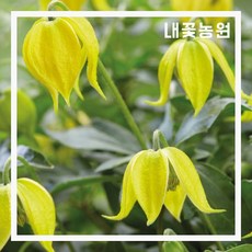 내꽃농원 클레마티스(리틀레몬) 3L 포트