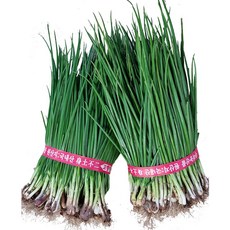 서산 흙쪽파 1kg /3kg 황토밭 영양을 가득담아 맛과 향이 뛰어난 서산쪽파, 서산 황토쪽파 1kg, 1박스