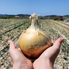 산지직송 햇양파 무안양파 아삭 달달