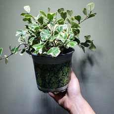 [공룡꽃식물원]스윗하트 고무나무 99