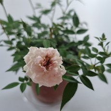 삼색찔레