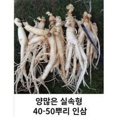 못난이 작은 파삼 세척못난이 40-50뿌리 금산인삼 수삼 파삼 가정용, 700g 30-40뿌리세척 (x) +못난이대추(30g), 30g, 1개