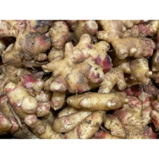 산지직송 23년산 대용량 국산 햇 생강 10kg 업소용 식당용 ginger Ginger 23년 흙생강 국산생강 햇생강 국내산흙생강 국내산생강 국산햇생강, 1박스