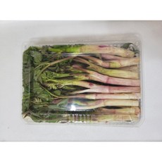  강원도 봄나물 땅두릅 독활 500g 1kg 1개  상품 이미지