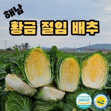 추천10 괴산김장배추