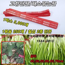 고향단끈
