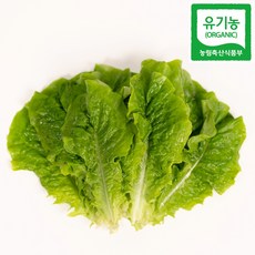 유기농 청상추 산지 직송, 1박스, 2kg