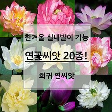 미니연꽃키우기