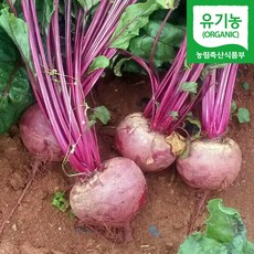 해남유기농비트