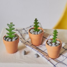 꼬불이 생선뼈 피쉬본 선인장 - 화분 추가 5종택 1, 상세설명 참조, 피쉬본+원뿔세라믹화이트화기