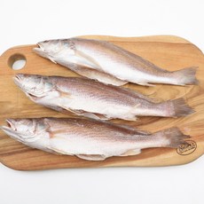 자갈치닷컴 반건조 민어조기 (몽실이), 1개, 550g (P 37-39cm 3마리)