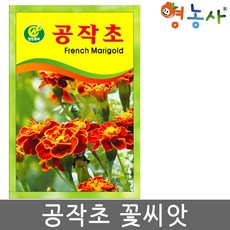 공작초