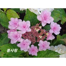 [플라워쇼룸] 수국 '봄사랑' 소품