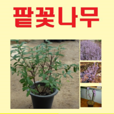 팥꽃나무