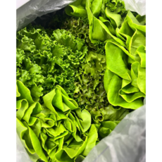 신선마루 산지직송 식단 샐러드 야채 대용량 유러피안 3종류 랜덤배송, 1박스, 1kg