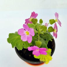0cdfd78d906d695ede541b1a20f6ddc81f9541687f8d56d9686806f87892.jpg