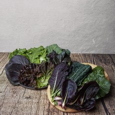 상추꽃상추2kg