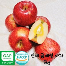 [산지 직송] 콩콩팥팥 무공해 강원도 인제 곰배령 사과 명품 부사 정품 사과 5kg, 1박스, 5kg 중과 (16개~18개)