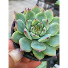 도테라야로우폼