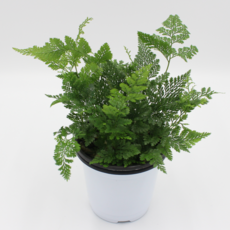 [골든플랜트] 후마타 상록넉줄고사리 공기정화식물 그늘에서잘자라는 반음지식물, 1개