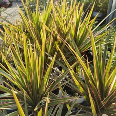 레인보우마지나타