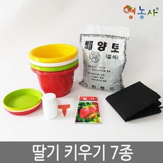 딸기키우기 7종 식물키우기, 단품