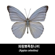 파랑뾰족흰나비표본-Appias celestina, 1개